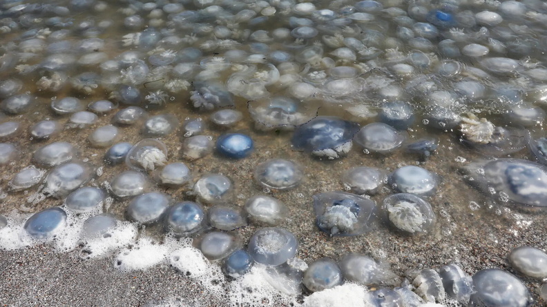 A beach strewn with jellyfish near the village of Mysovoye on Crimea’s Sea of Azov coast, Ukraine